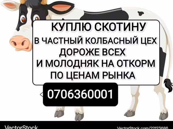 Бұқа, Ірі қара — Қырғызстан