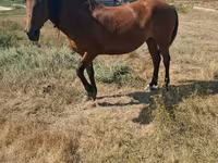 Mare, Horses — photo 5
