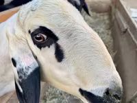 Ram, Hissar sheep — photo 4