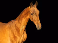 Hengst, Akhal-Teke — Foto 1