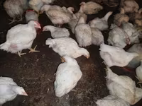 Chickens — الصورة 5