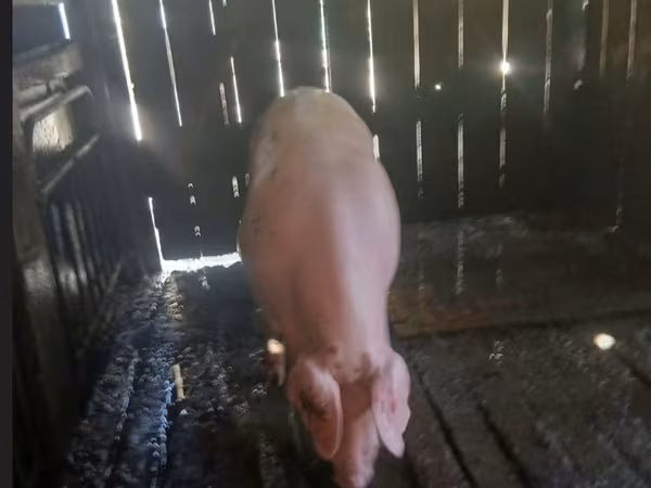 Қабан, Шошқалар