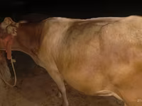 Корова, Украинская бурая молочная корова — фото 3