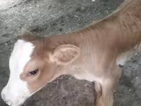 Сиыр, Swiss cattle — 4-сурет