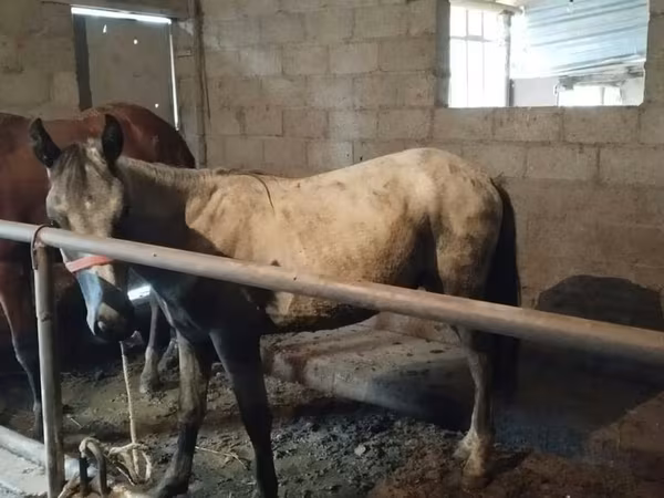 Айғыр, Horse breed