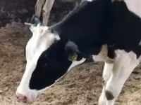Bull, Holstein breed — photo 7