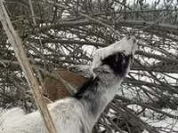 Ешкі, Alpine goat — 5-сурет