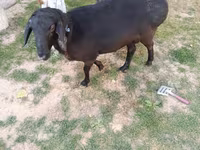 Ram, Sheep — photo 3