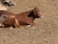 Сиыр, Latvian Blue cattle — 3-сурет