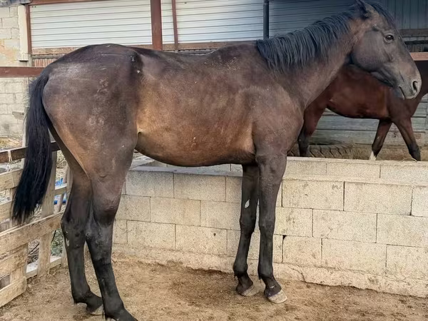 Айғыр, Arabian horse — Қазақстан