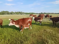 Сиыр, Latvian Blue cattle — 4-сурет