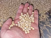 Mazăre galbenă, soi ESO, reproducția 3 (R3) — recolta 2026. — 1-сурет
