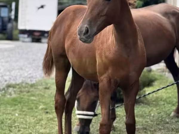Бие, Anglo-Arabian