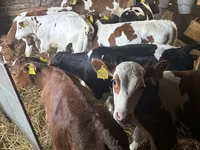 Toro, Simmental cattle — foto 3