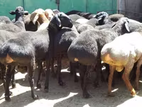 मेढ़ा, भेड़ — फ़ोटो 5