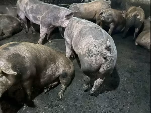 Мегежін, Шошқалар