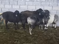 Sheep, Tian-Shan semifinewool sheep — photo 6