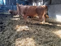 Cow, Limousin cow — photo 7