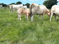 Бұқа, Blonde d’Aquitane cattle — 4-сурет