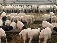 मेढ़ा, Dorper sheep — फ़ोटो 8