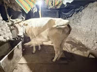 Сиыр, Ukrainian Brown Dairy Cattle — 2-сурет