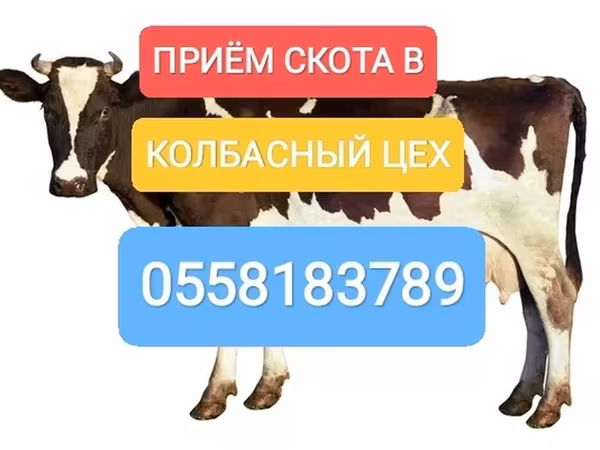 Бұқа, Голштин тұқымы — Қырғызстан