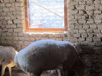 Widder, Arashan sheep — Foto 2
