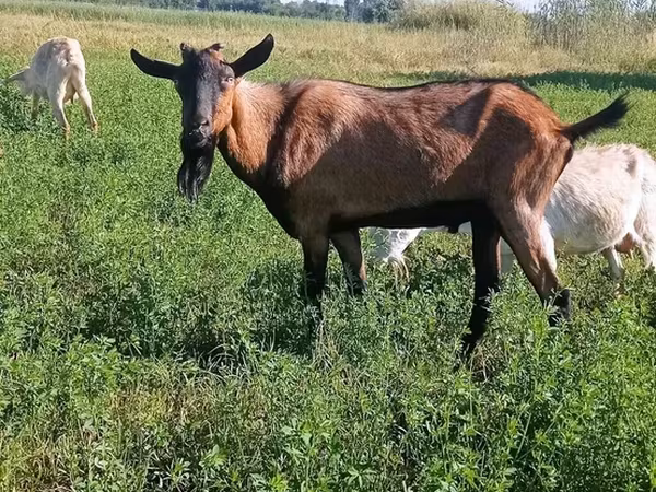 Goat, Goats