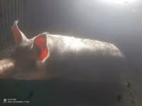 Қабан, Шошқалар — 1-сурет
