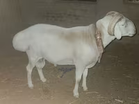 Widder, Rhon sheep — Foto 1