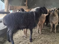 Қошқар, Hissar sheep — 8-сурет