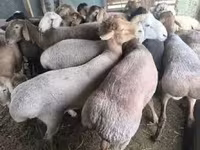 Қошқар, Қойлар — 2-сурет