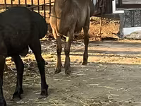 Қошқар, Rhon sheep — 4-сурет