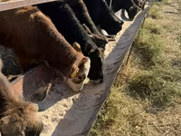 सांड, अलाताऊ नस्ल — फ़ोटो 2