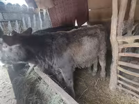 Бұқа, Ірі қара — 1-сурет