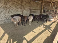 Carnero, Arashan sheep — foto 1