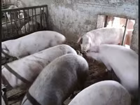 नर सूअर, सूअर — फ़ोटो 4