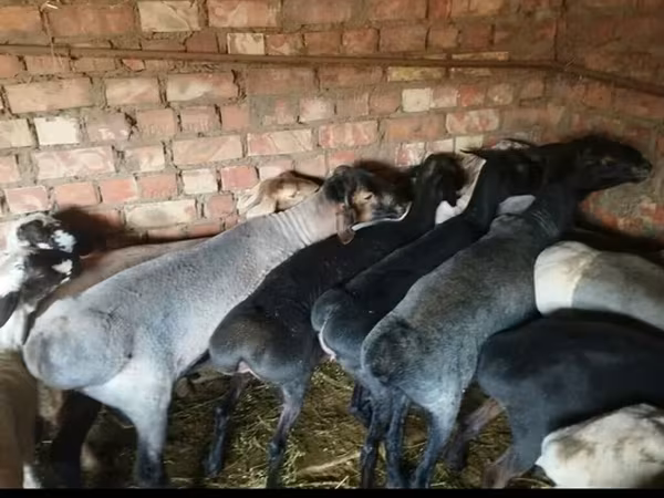 Carnero, Hissar sheep