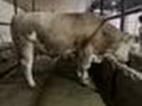 Bulle, Simmental cattle — Foto 8