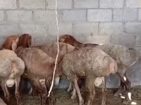 Widder, Rhon sheep — Foto 1