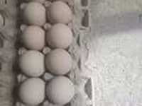 Chickens — photo 4