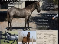 Бие, Rocky Mountain Horse — 1-сурет