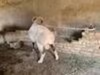 Widder, Rhon sheep — Foto 8
