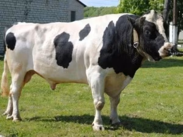 公牛, Holstein breed — 俄罗斯