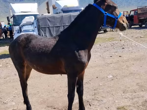Caballo, Caballos — Kirguistán