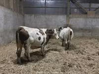 Vaca, Montbéliarde — foto 1