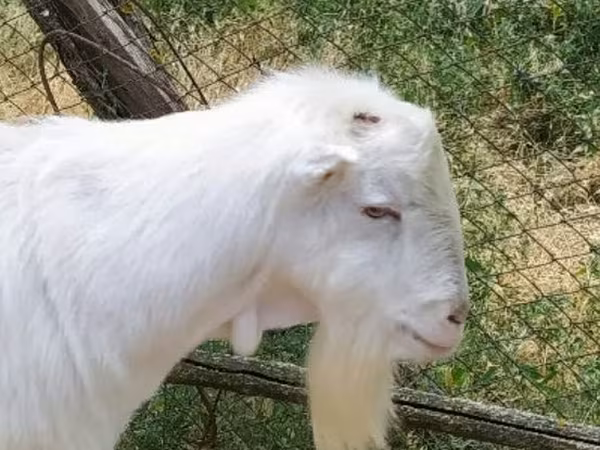 تيس, LaMancha goats