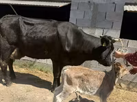 Сиыр, Swiss cattle — 2-сурет