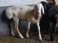 Қой, Arashan sheep — 1-сурет