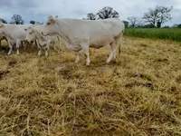 Сиыр, Charolais cattle — 5-сурет